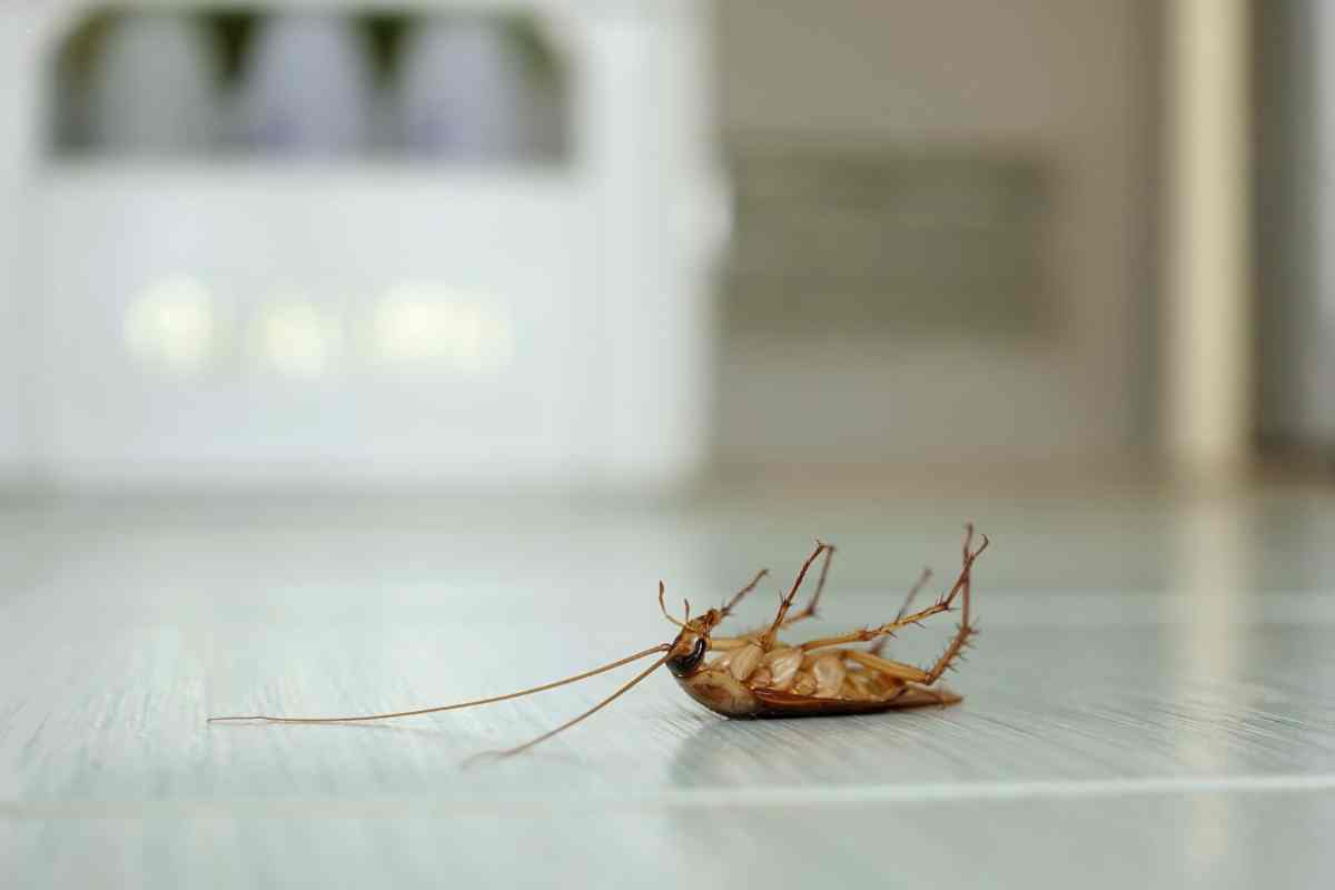 blatta sul pavimento
