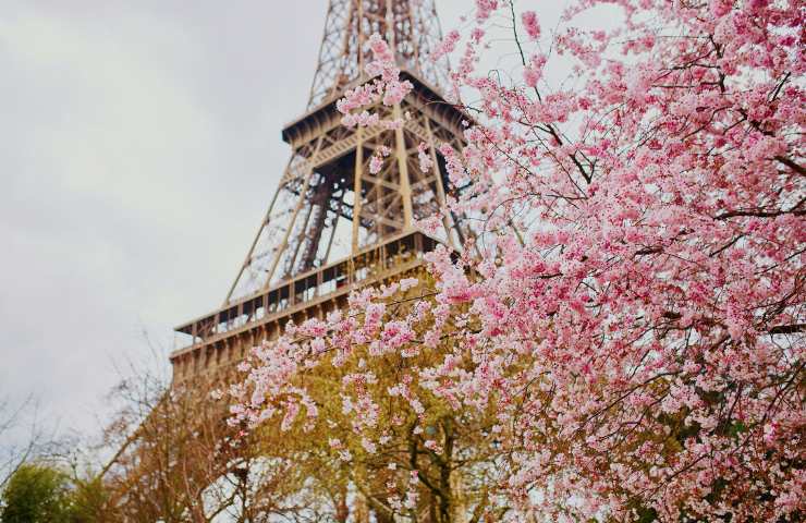 torre eiffel con albero di ciliegio