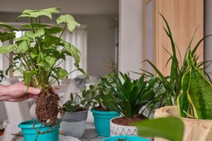 diverse piante in casa