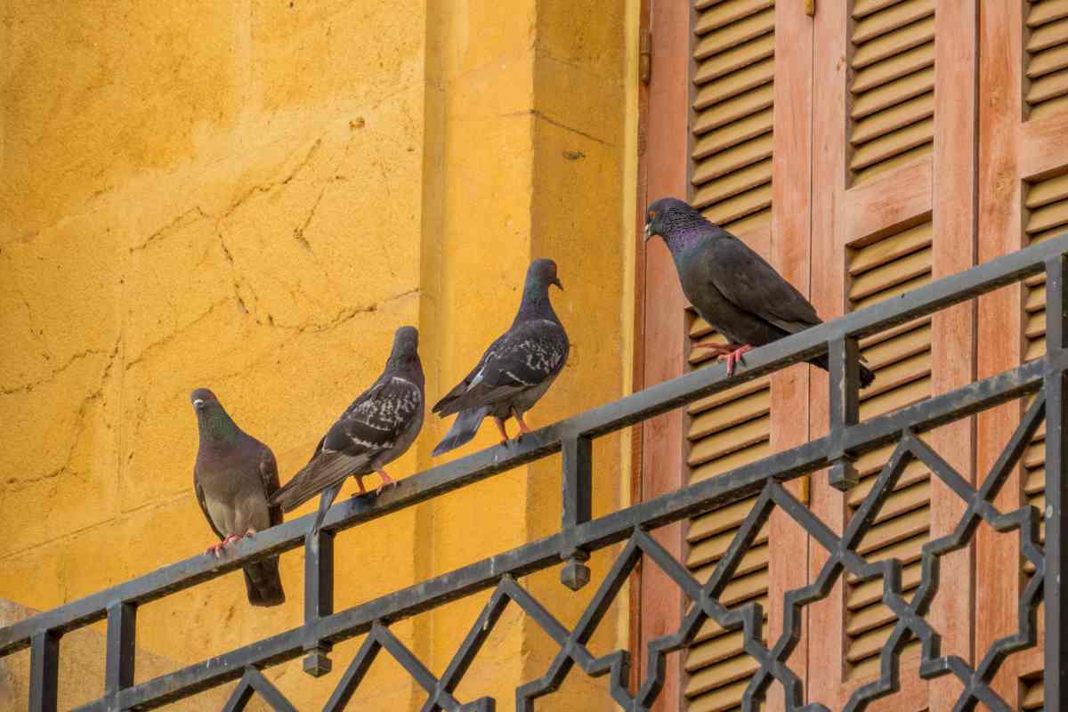 quattro piccioni sulla ringhiera